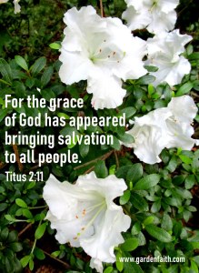 https://gardenfaith.com/2019/10/11/salvation-titus-211-13/