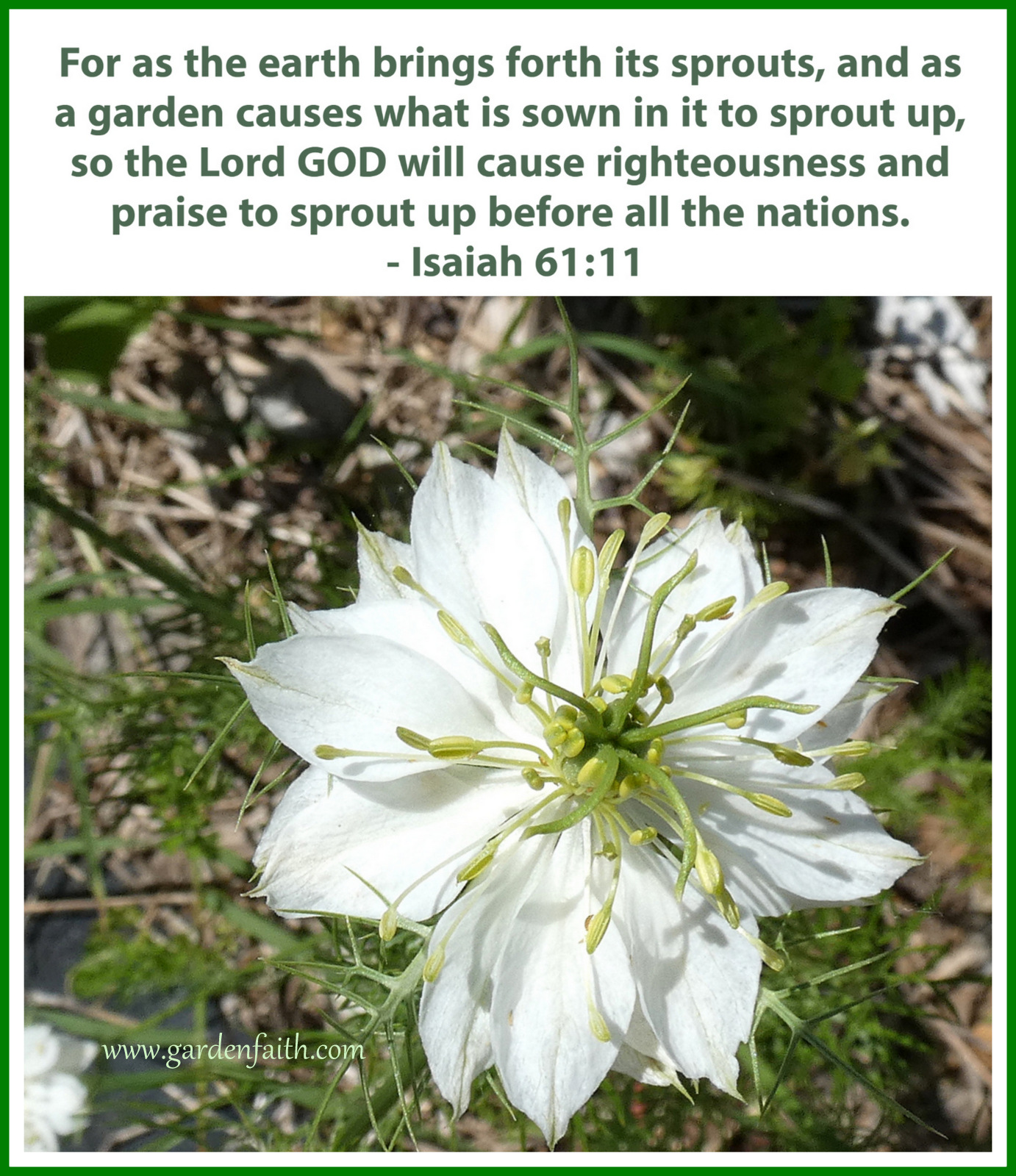 Spring Forth  Isaiah 61:11  Garden Faith
